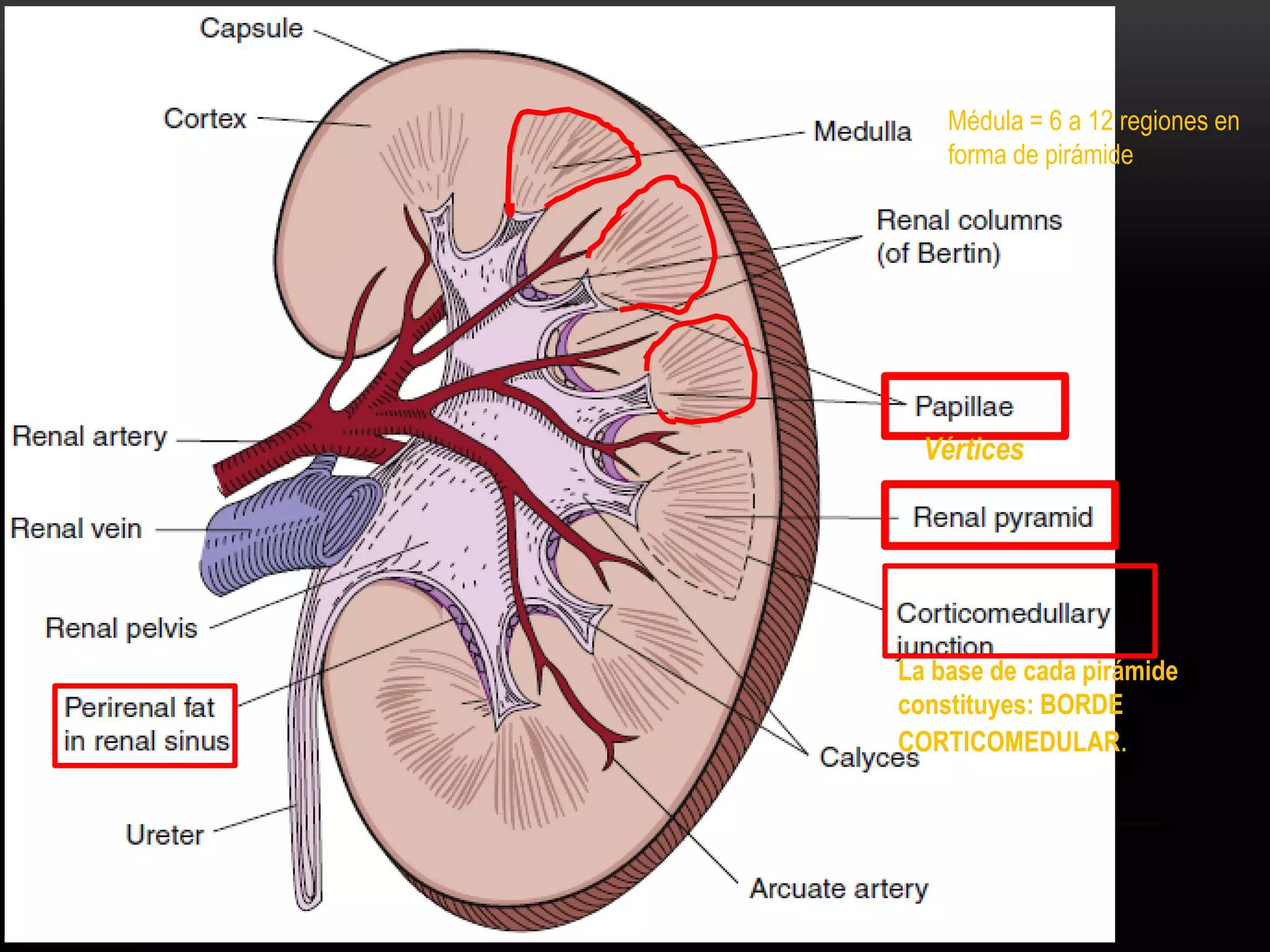 Histologia del riñon | PDF