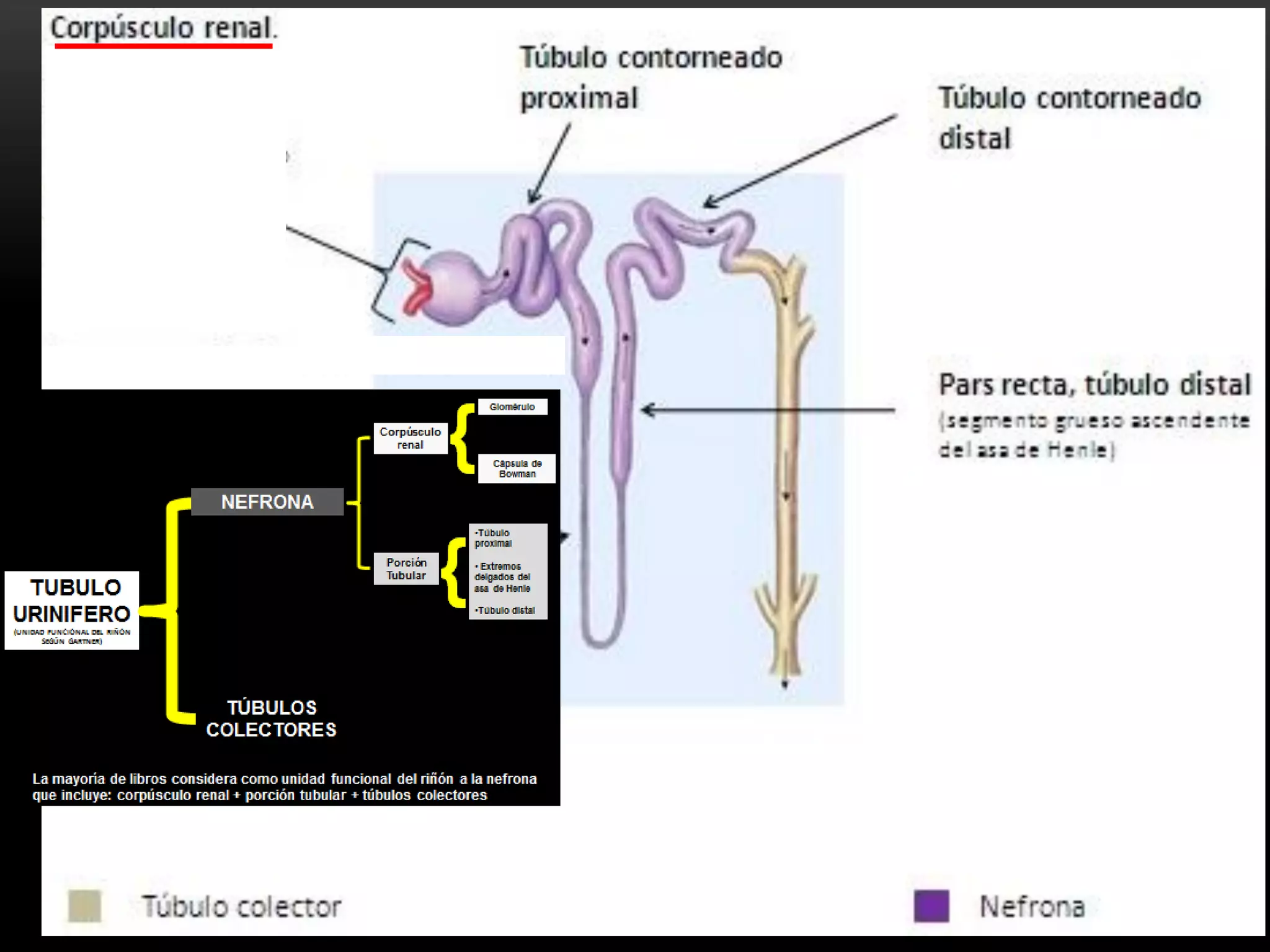 Histologia del riñon | PDF