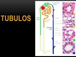 Histologia del riñon | PDF