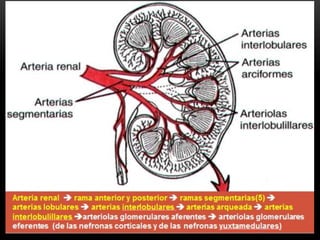 Histologia del riñon | PDF