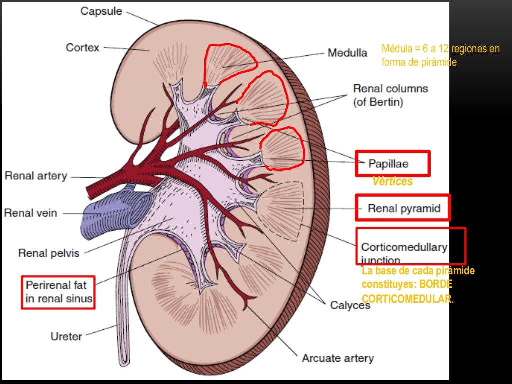 Anatomia E Histologia Del Riñon