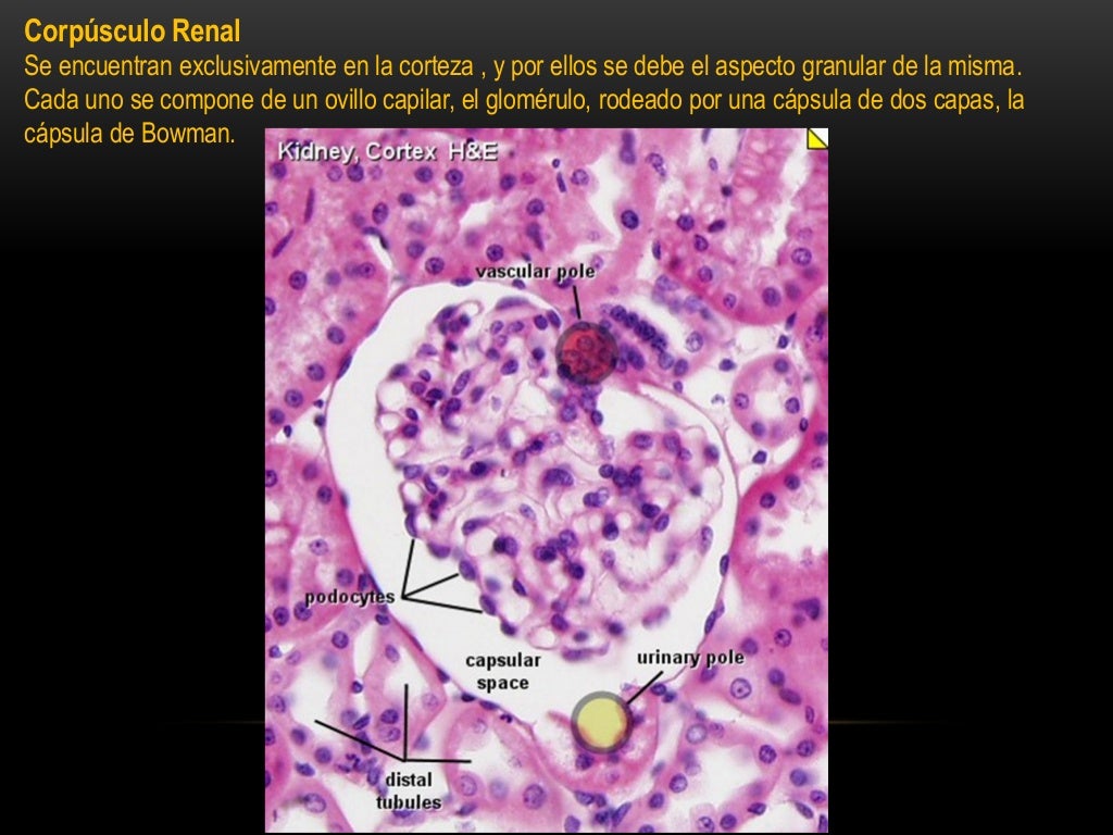 Histologia del riñon