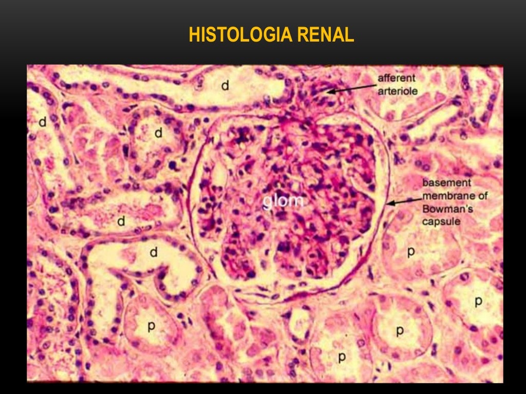 Histologia del riñon