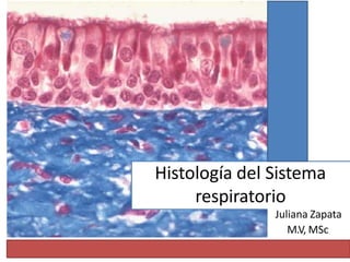 Histología del Sistema
respiratorio
Juliana Zapata
M.V, MSc
 