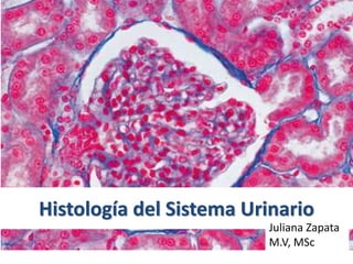 Histología del Sistema Urinario
Juliana Zapata
M.V, MSc
 