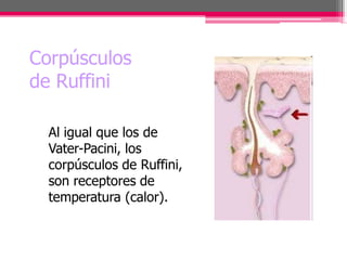 Reseptor Pacini Ruffini histologiaderganosysentidos-150518042427-lva1-app6892.pptx