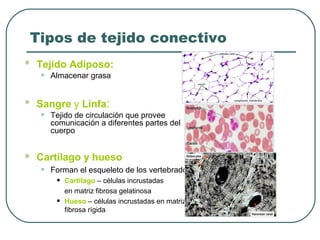 Tipos de tejido conectivo
 Tejido Adiposo:
• Almacenar grasa
 Sangre y Linfa:
• Tejido de circulación que provee
comunicación a diferentes partes del
cuerpo
 Cartílago y hueso
• Forman el esqueleto de los vertebrados
• Cartílago – células incrustadas
en matriz fibrosa gelatinosa
• Hueso – células incrustadas en matriz
fibrosa rígida
 