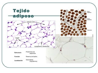 Tejido
adiposo
Estructura
Predominio de
adipocitos
Función Reserva de lípidos.
Localización
Subcutánea
(hipodermis)
 