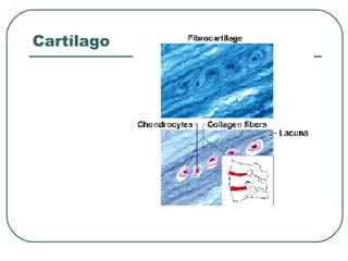 Cartílago
 