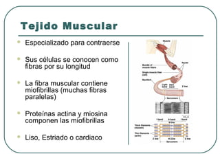 Tejido Muscular
 Especializado para contraerse
 Sus células se conocen como
fibras por su longitud
 La fibra muscular contiene
miofibrillas (muchas fibras
paralelas)
 Proteínas actina y miosina
componen las miofibrillas
 Liso, Estriado o cardiaco
 