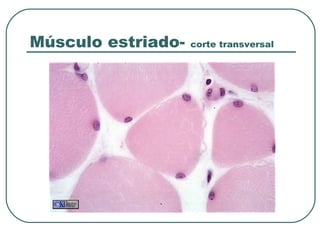 Músculo estriado- corte transversal
 