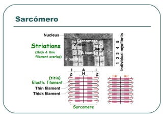 Sarcómero
 