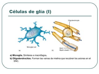 Células de glía (I)
a) Microglia. Similares a macrófagos.
b) Oligodendrocitos. Forman las vainas de mielina que recubren los axones en el
SNC.
 
