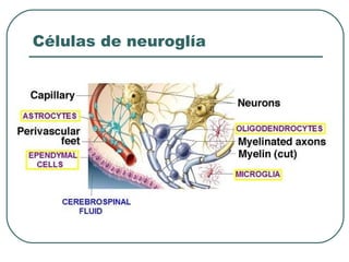Células de neuroglía
 