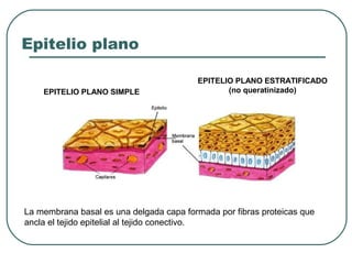 Epitelio plano
EPITELIO PLANO SIMPLE
EPITELIO PLANO ESTRATIFICADO
(no queratinizado)
La membrana basal es una delgada capa formada por fibras proteicas que
ancla el tejido epitelial al tejido conectivo.
 