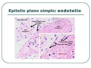 Epitelio plano simple: endotelio
 
