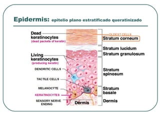 Epidermis: epitelio plano estratificado queratinizado
 