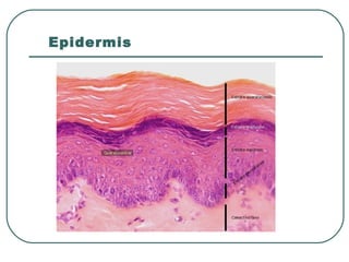 Epidermis
 