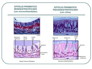 EPITELIO PRISMÁTICO
MONOESTRATIFICADO
(con microvellosidades)
EPITELIO PRISMÁTICO
PSEUDOESTRATIFICADO
(con cilios)
 