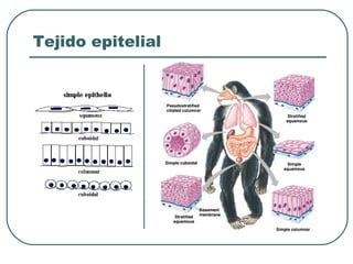 Tejido epitelial
 