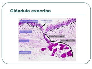Glándula exocrina
 