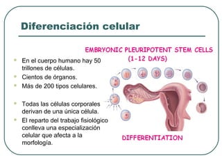Diferenciación celular
 En el cuerpo humano hay 50
trillones de células.
 Cientos de órganos.
 Más de 200 tipos celulares.
 Todas las células corporales
derivan de una única célula.
 El reparto del trabajo fisiológico
conlleva una especialización
celular que afecta a la
morfología.
 