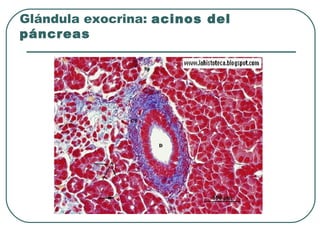 Glándula exocrina: acinos del
páncreas
 