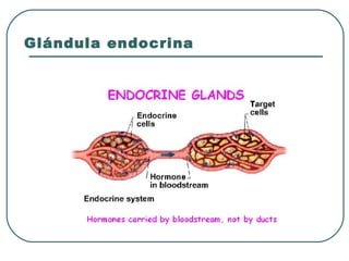 Glándula endocrina
 