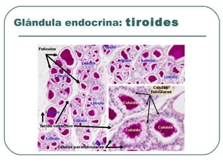 Glándula endocrina: tiroides
 