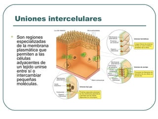 Uniones intercelulares
 Son regiones
especializadas
de la membrana
plasmática que
permiten a las
células
adyacentes de
un tejido unirse
entre sí o
intercambiar
pequeñas
moléculas.
 