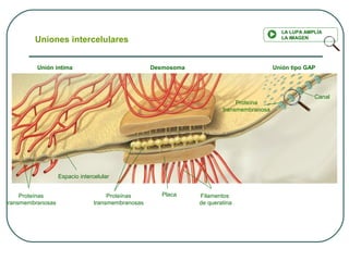 Unión íntima Desmosoma Unión tipo GAP
Proteínas
transmembranosas
Espacio intercelular
Proteínas
transmembranosas
Placa Filamentos
de queratina
Canal
Proteína
transmembranosa
Uniones intercelulares
LA LUPA AMPLÍA
LA IMAGEN
 