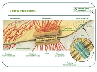 Uniones intercelulares
Unión íntima Desmosoma Unión tipo GAP
Proteínas
transmembranosas
Espacio intercelular
Proteínas
transmembranosas
Placa Filamentos
de queratina
Canal
Proteína
transmembranosa
Proteína
transmembranosa
Canal
LA LUPA AMPLÍA
LA IMAGEN
 