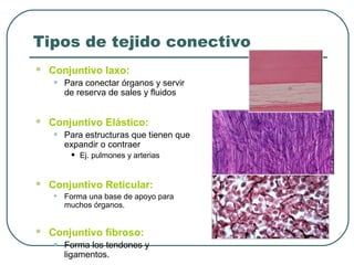 Tipos de tejido conectivo
 Conjuntivo laxo:
• Para conectar órganos y servir
de reserva de sales y fluidos
 Conjuntivo Elástico:
• Para estructuras que tienen que
expandir o contraer
• Ej. pulmones y arterias
 Conjuntivo Reticular:
• Forma una base de apoyo para
muchos órganos.
 Conjuntivo fibroso:
• Forma los tendones y
ligamentos.
 