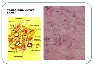 TEJIDO CONJUNTIVO
LAXO
 