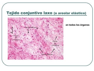 Tejido conjuntivo laxo (o areolar elástico)
en todos los órganos
 