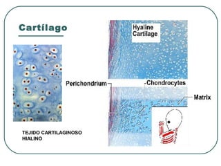 Cartílago
TEJIDO CARTILAGINOSO
HIALINO
 