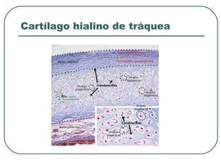 Cartílago hialino de tráquea
 