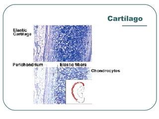 Cartílago
 