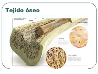Tejido óseo
compacto
 