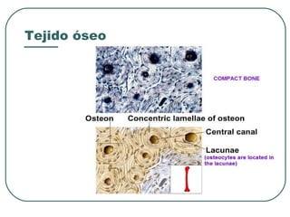 Tejido óseo
 