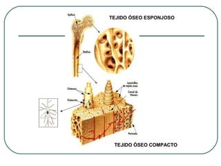 TEJIDO ÓSEO ESPONJOSO
TEJIDO ÓSEO COMPACTO
 