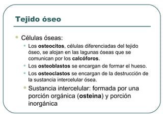 Tejido óseo
 Células óseas:
• Los osteocitos, células diferenciadas del tejido
óseo, se alojan en las lagunas óseas que se
comunican por los calcóforos.
• Los osteoblastos se encargan de formar el hueso.
• Los osteoclastos se encargan de la destrucción de
la sustancia intercelular ósea.
Sustancia intercelular: formada por una
porción orgánica (osteina) y porción
inorgánica
 