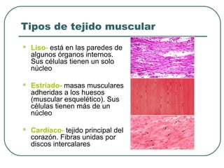 Tipos de tejido muscular
 Liso- está en las paredes de
algunos órganos internos.
Sus células tienen un solo
núcleo
 Estriado- masas musculares
adheridas a los huesos
(muscular esquelético). Sus
células tienen más de un
núcleo
 Cardíaco- tejido principal del
corazón. Fibras unidas por
discos intercalares
 