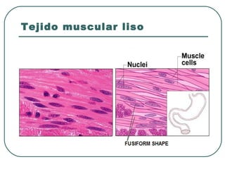 Tejido muscular liso
 