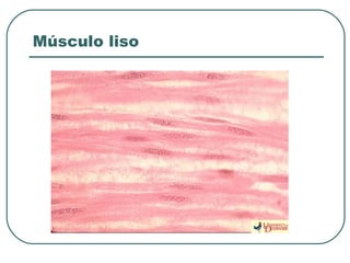 Músculo liso
 