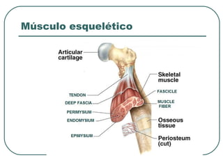 Músculo esquelético
 