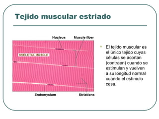 Tejido muscular estriado
 El tejido muscular es
el único tejido cuyas
células se acortan
(contraen) cuando se
estimulan y vuelven
a su longitud normal
cuando el estímulo
cesa.
 