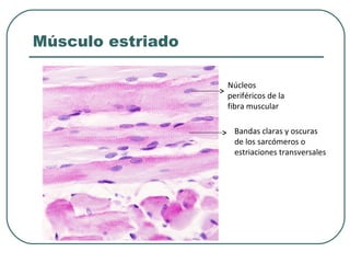 Músculo estriado
Núcleos
periféricos de la
fibra muscular
Bandas claras y oscuras
de los sarcómeros o
estriaciones transversales
 