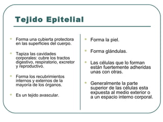 Tejido Epitelial
 Forma una cubierta protectora
en las superficies del cuerpo.
 Tapiza las cavidades
corporales: cubre los tractos
digestivo, respiratorio, excretor
y reproductivo.
 Forma los recubrimientos
internos y externos de la
mayoría de los órganos.
 Es un tejido avascular.
 Forma la piel.
 Forma glándulas.
 Las células que lo forman
están fuertemente adheridas
unas con otras.
 Generalmente la parte
superior de las células esta
expuesta al medio exterior o
a un espacio interno corporal.
 