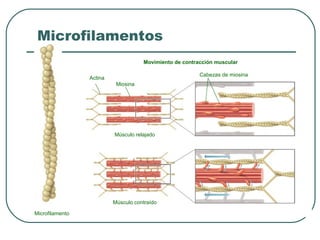 Microfilamento
Movimiento de contracción muscular
Actina
Miosina
Músculo relajado
Músculo contraído
Cabezas de miosina
Microfilamentos
 